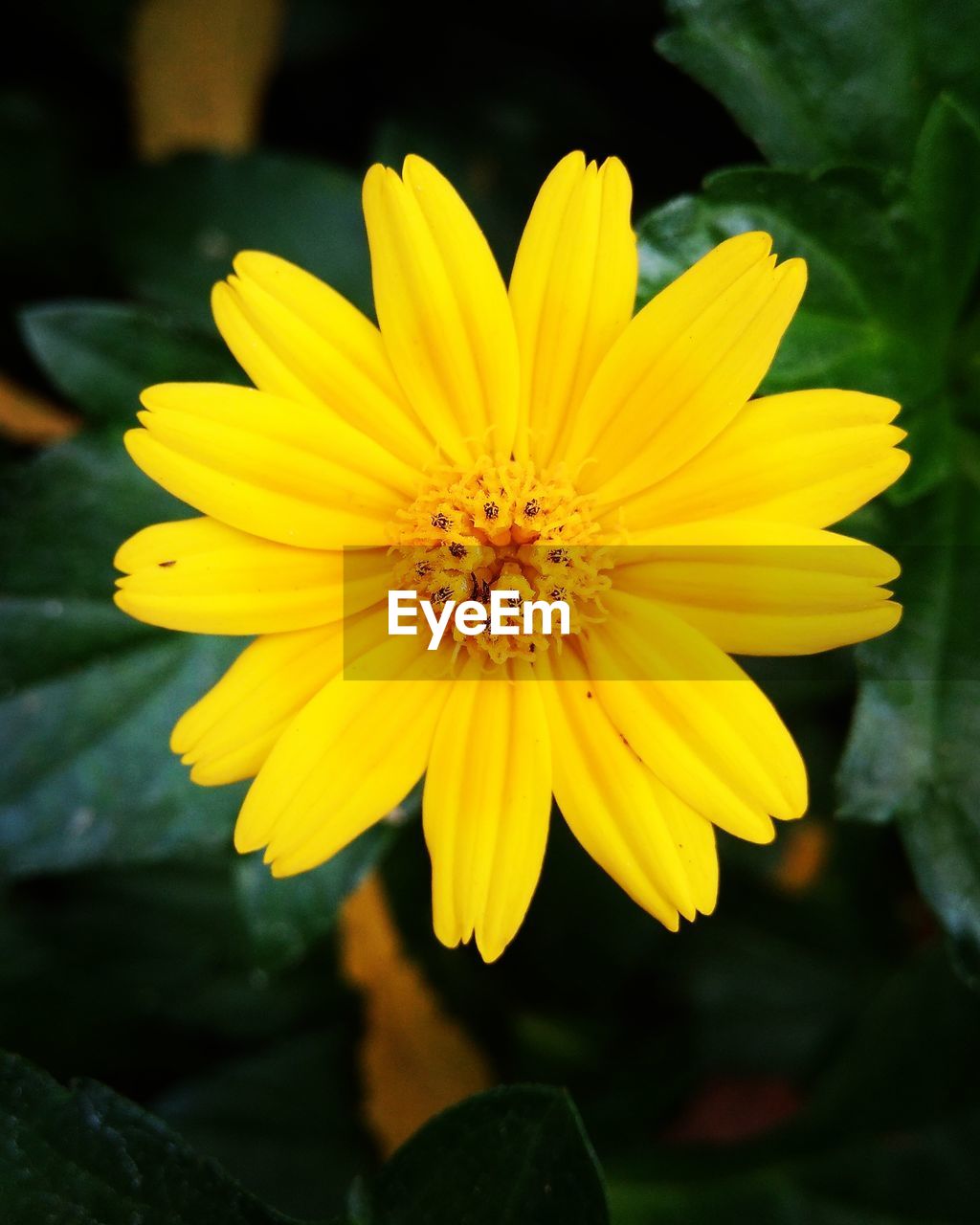 CLOSE-UP OF YELLOW FLOWERS BLOOMING OUTDOORS