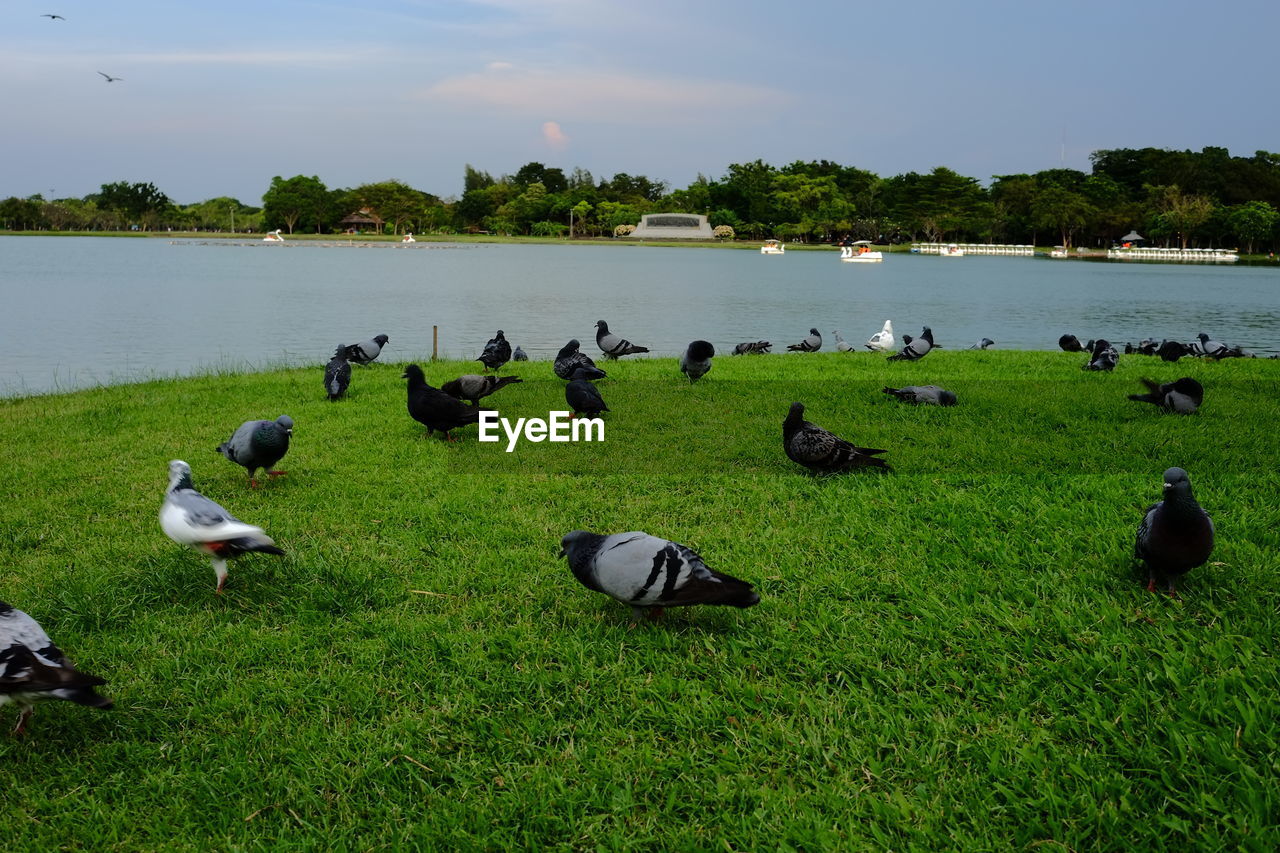 VIEW OF BIRDS ON LAKE