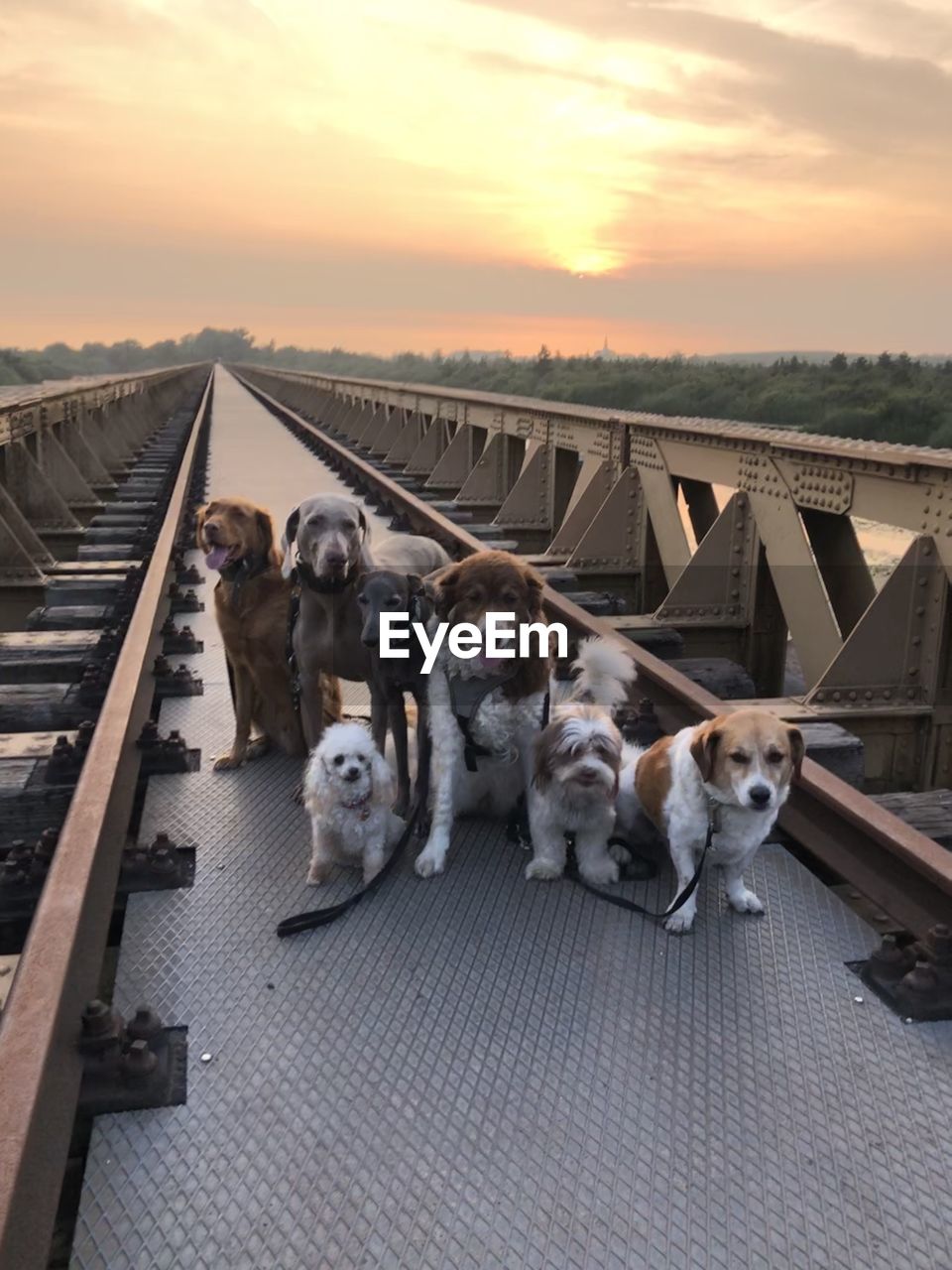 High angle view of dogs on rail road bridge in the netherlands against sky during sunset