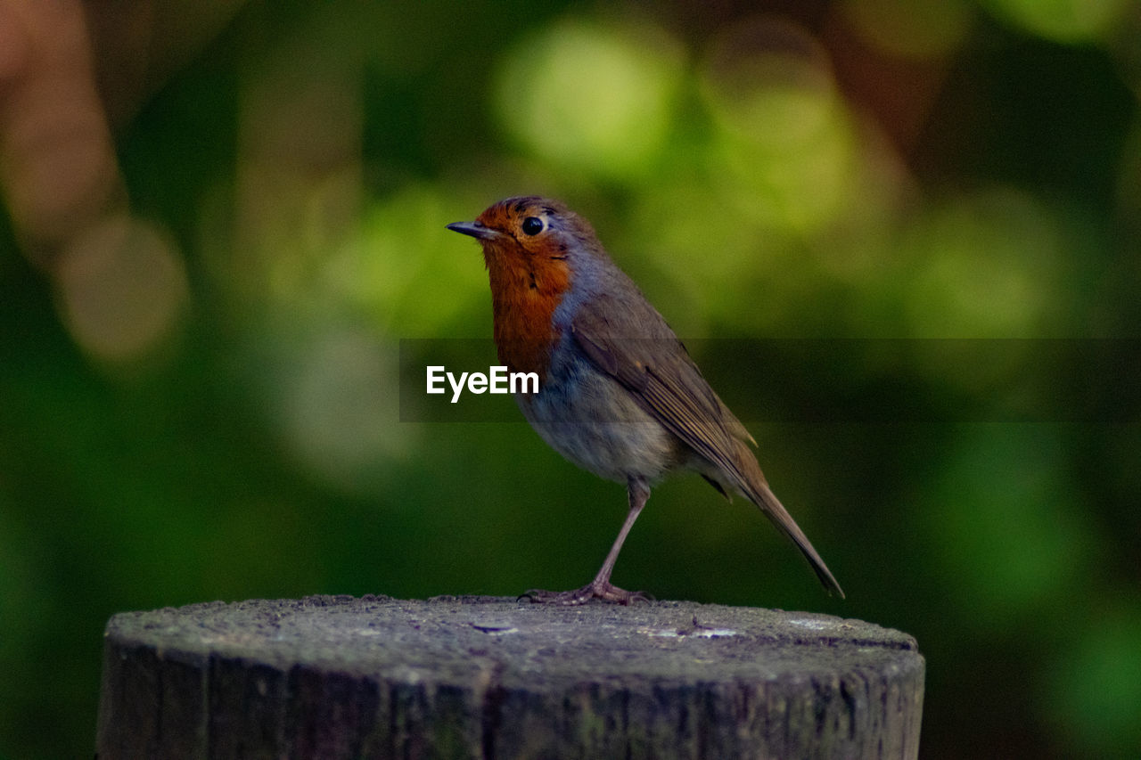 Close-up of bird perching on wooden post