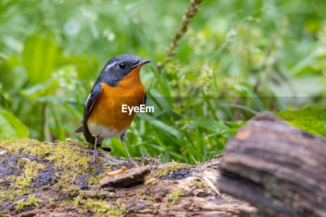 A migration bird mugimaki flycatcher on the branch found in sabah borneo