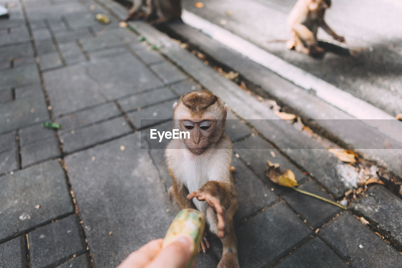 Cropped hand of person giving food to monkey sitting on footpath