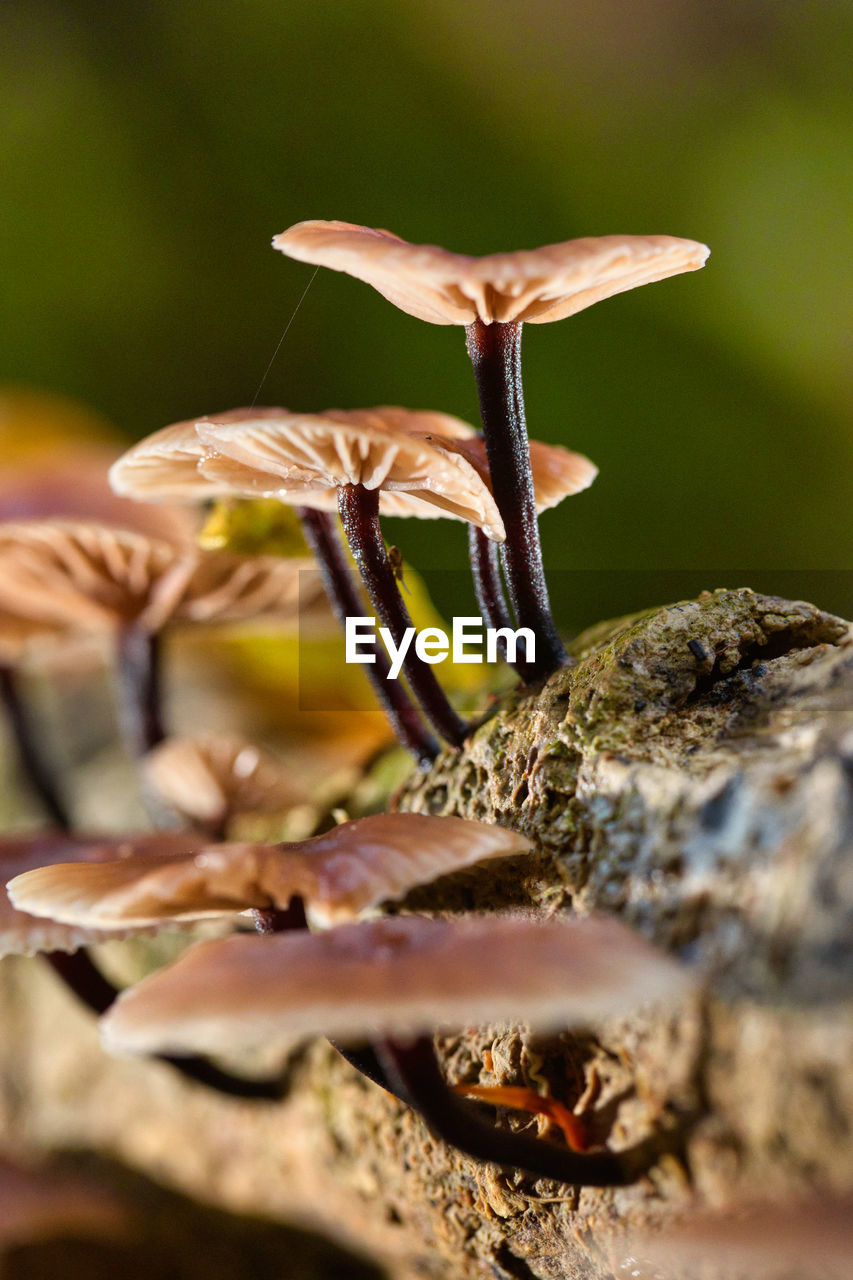 nature, macro photography, close-up, plant, leaf, selective focus, flower, no people, animal, animal themes, animal wildlife, beauty in nature, food, wildlife, outdoors, fungus, growth, tree, day, one animal, mushroom