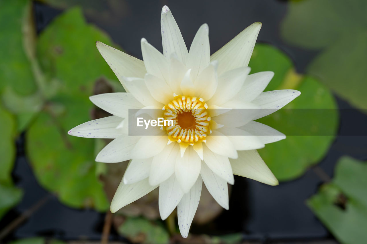 Close-up of white flower