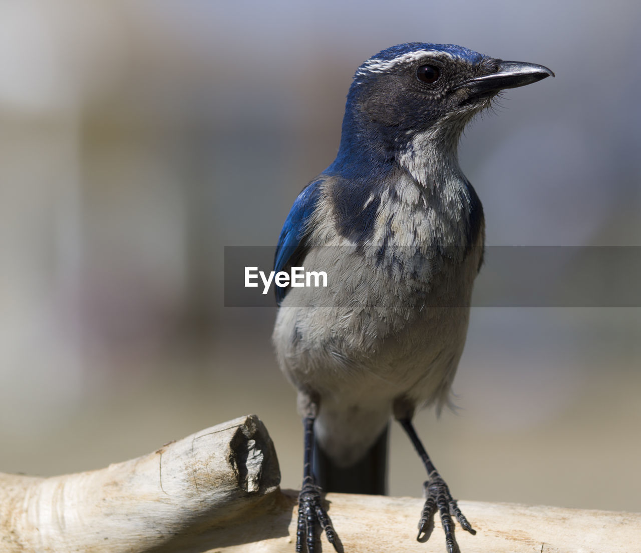 Close-up of scrub jay perching on wood