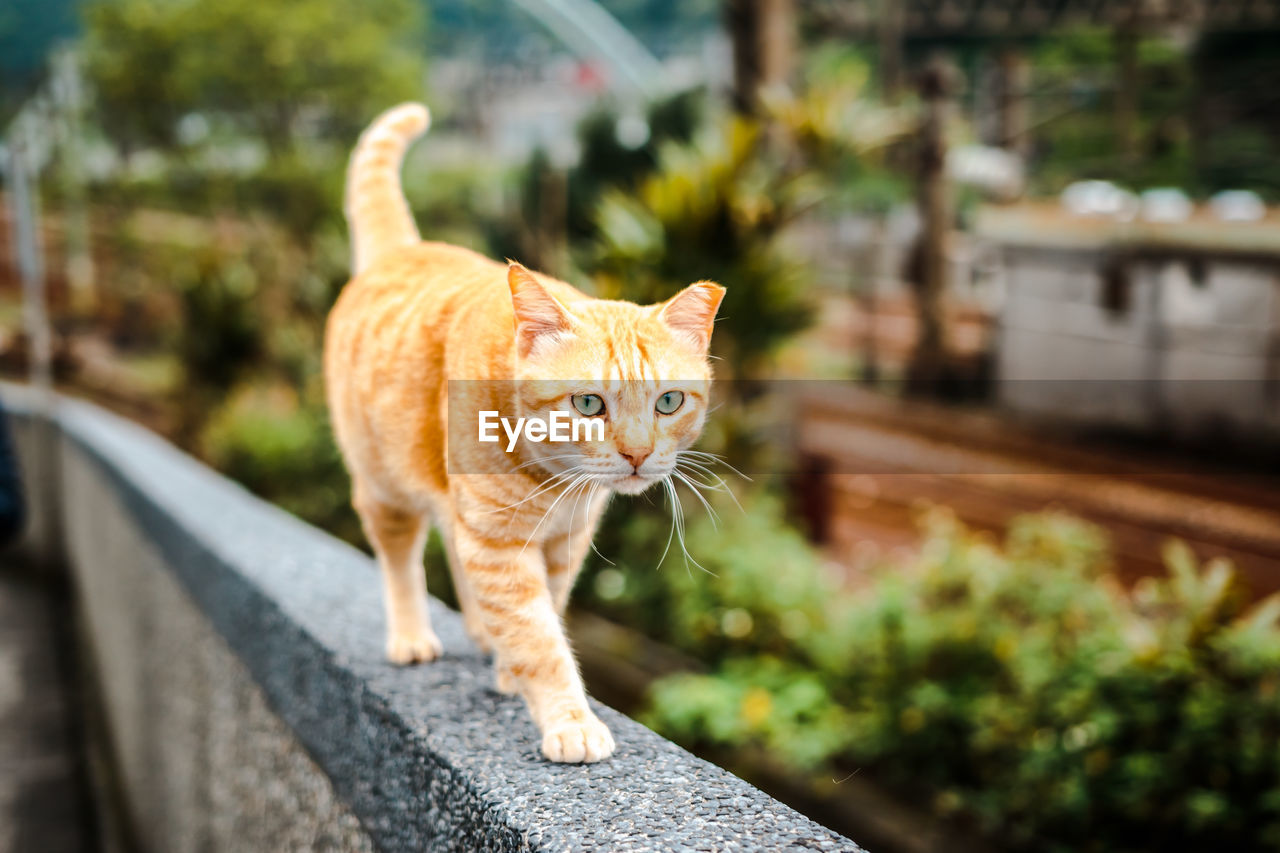 PORTRAIT OF CAT STANDING