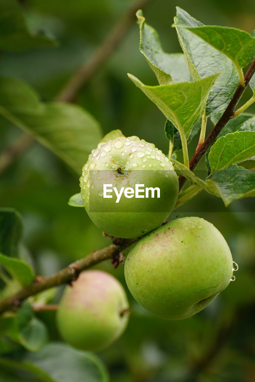 CLOSE-UP OF APPLES