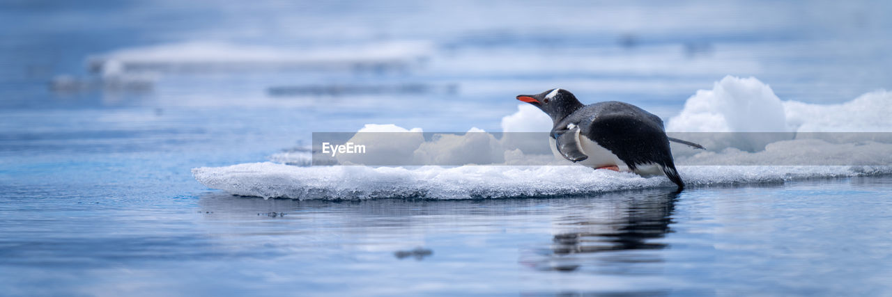 Panorama of gentoo penguin lying on ice