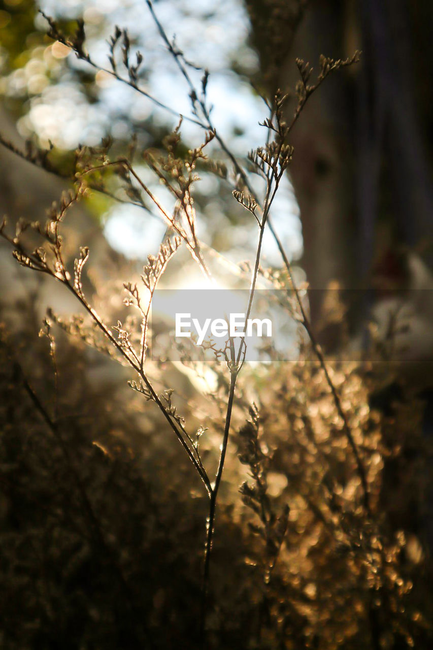 Close-up of flowering plants on field during sunset