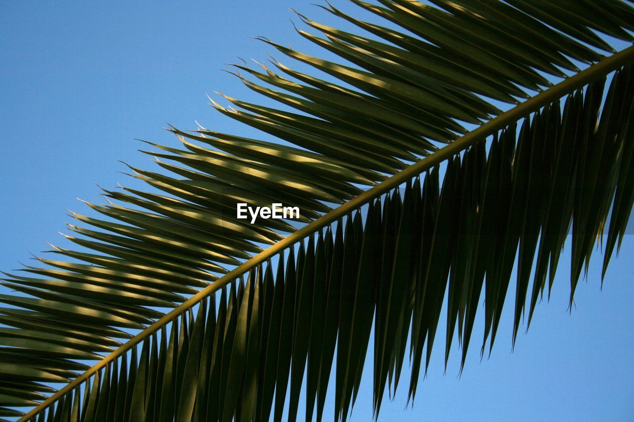 Low angle view of palm trees