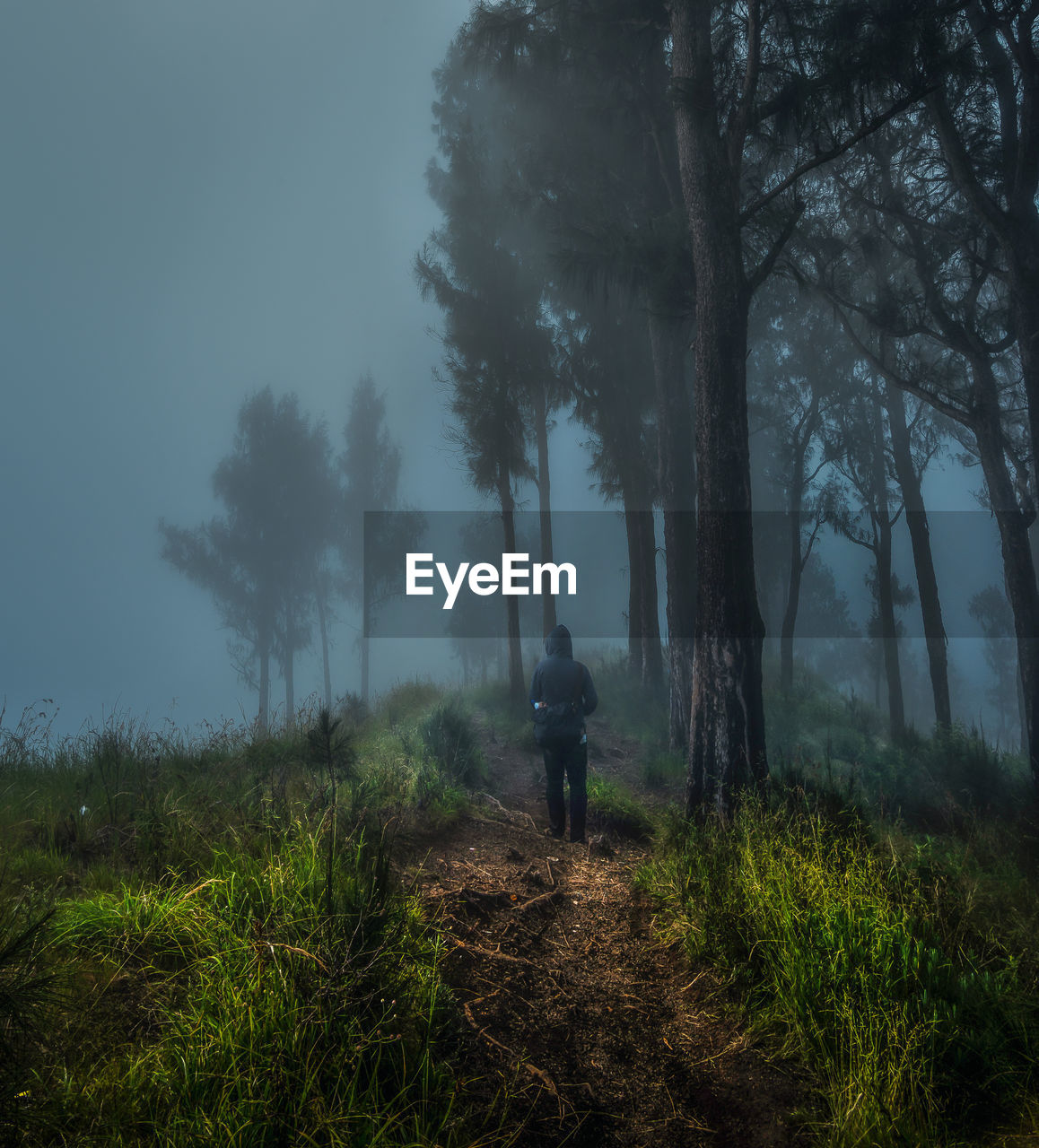 Rear view of person standing on trail by trees during foggy weather at night