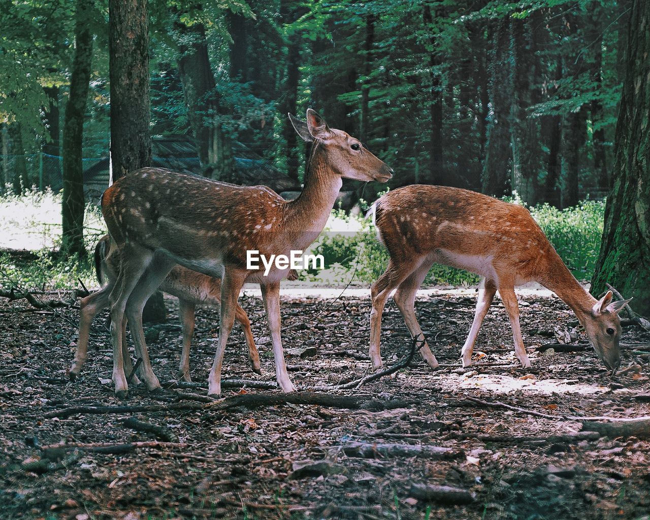 Deer standing in a forest