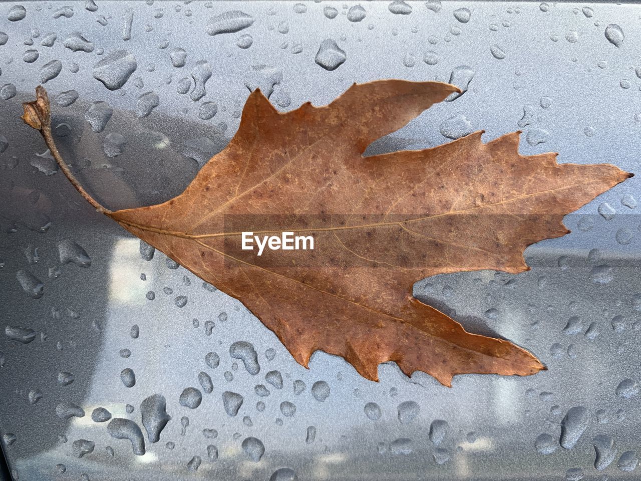 Close-up of raindrops on maple leaves during rainy season