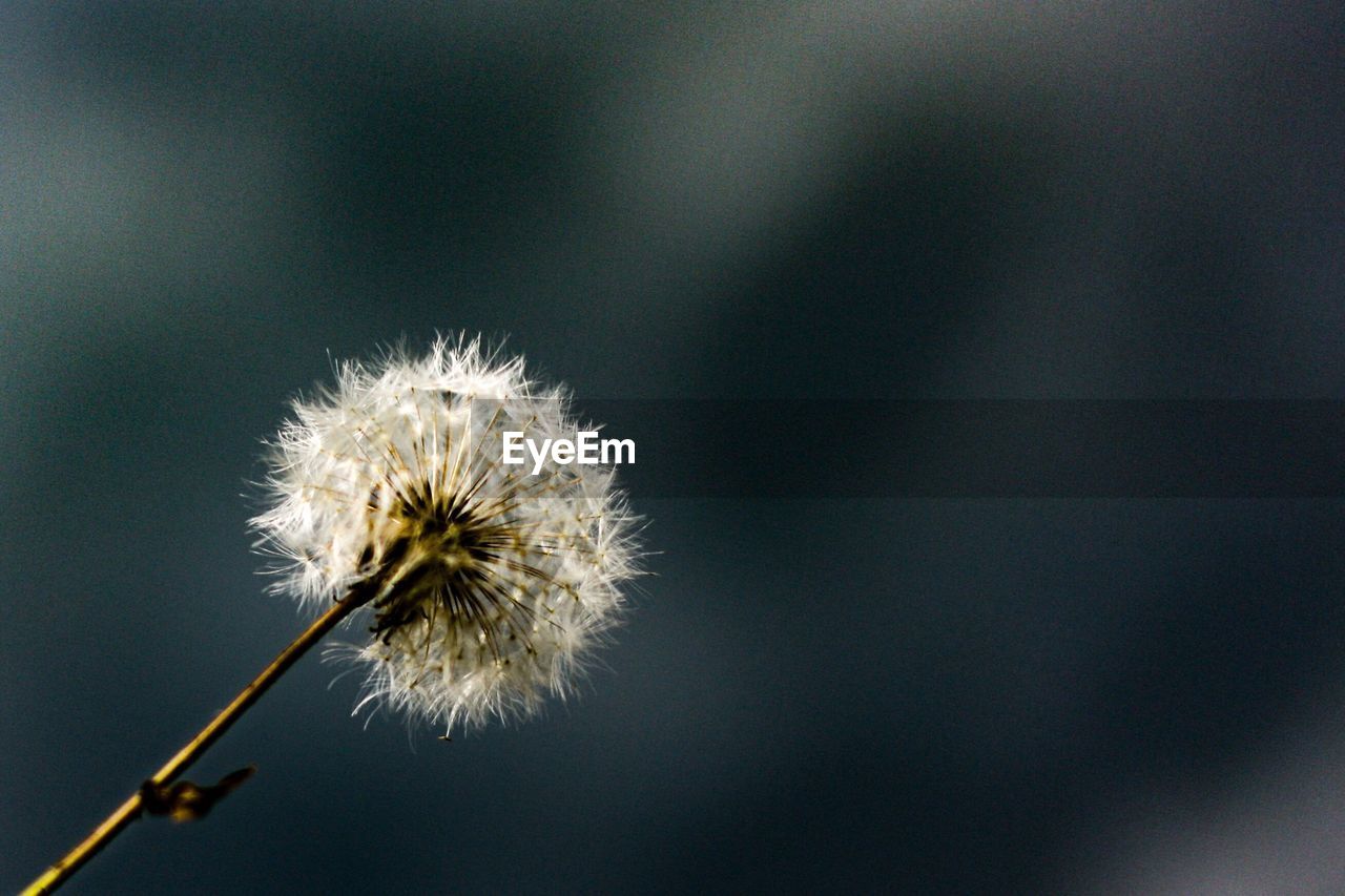 Close-up of dandelion against blurred background