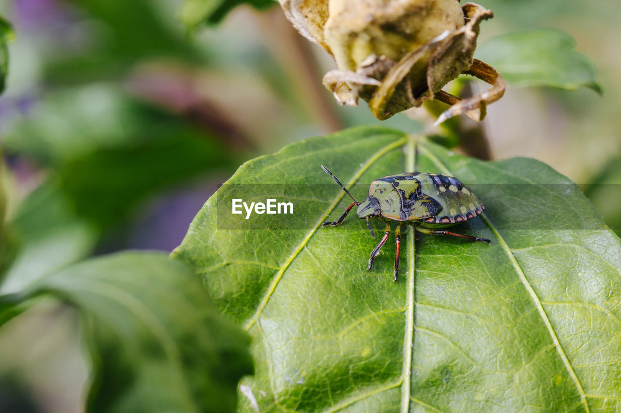 CLOSE-UP OF CATERPILLAR ON LEAF