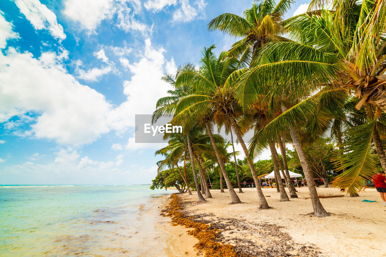 SCENIC VIEW OF PALM TREES ON BEACH AGAINST SKY