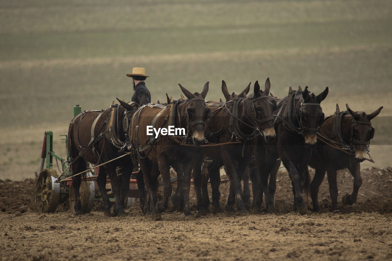 Male farmer with horses plowing field