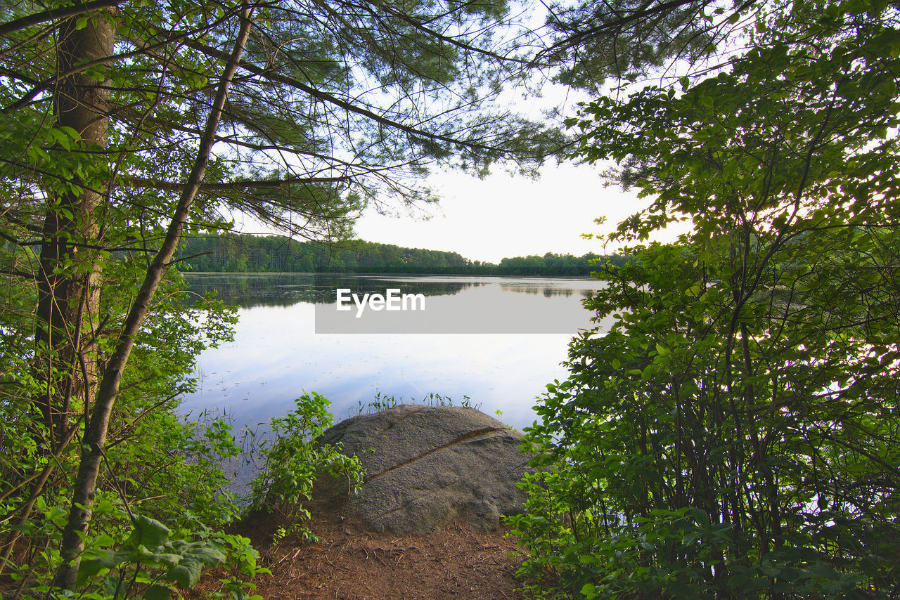 SCENIC VIEW OF LAKE BY TREES IN FOREST