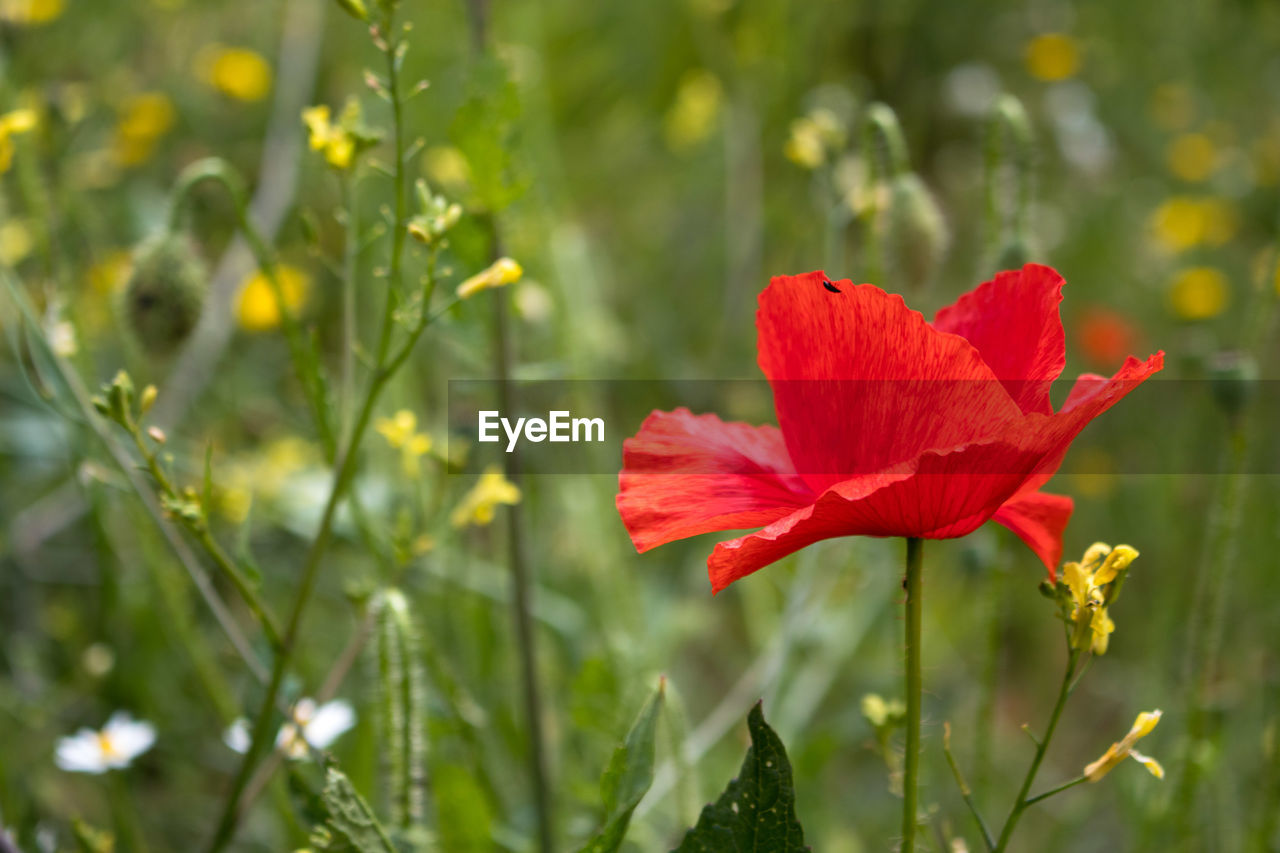 CLOSE-UP OF RED FLOWERING PLANT ON FIELD