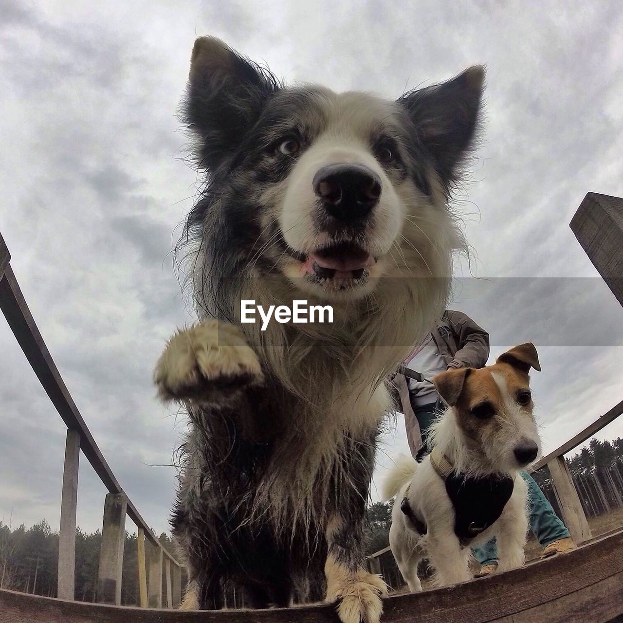 Low section of man with jack russell terrier and border collie against sky