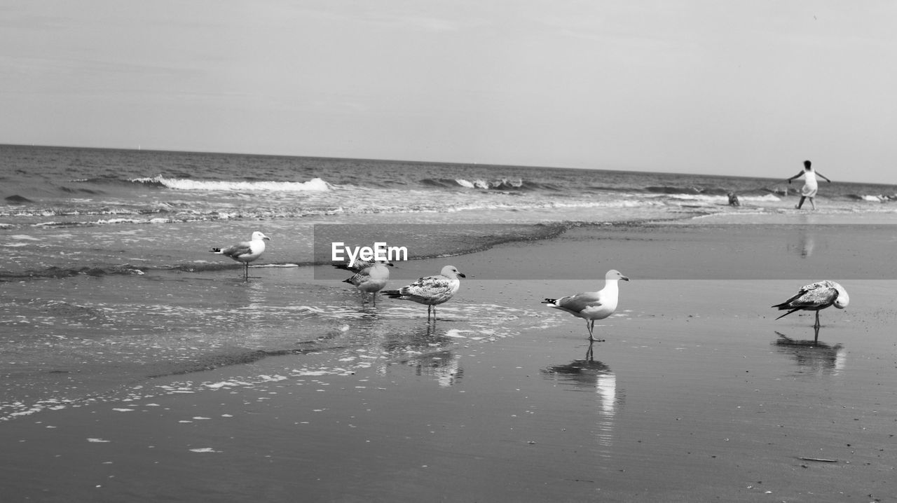 Seagulls on beach