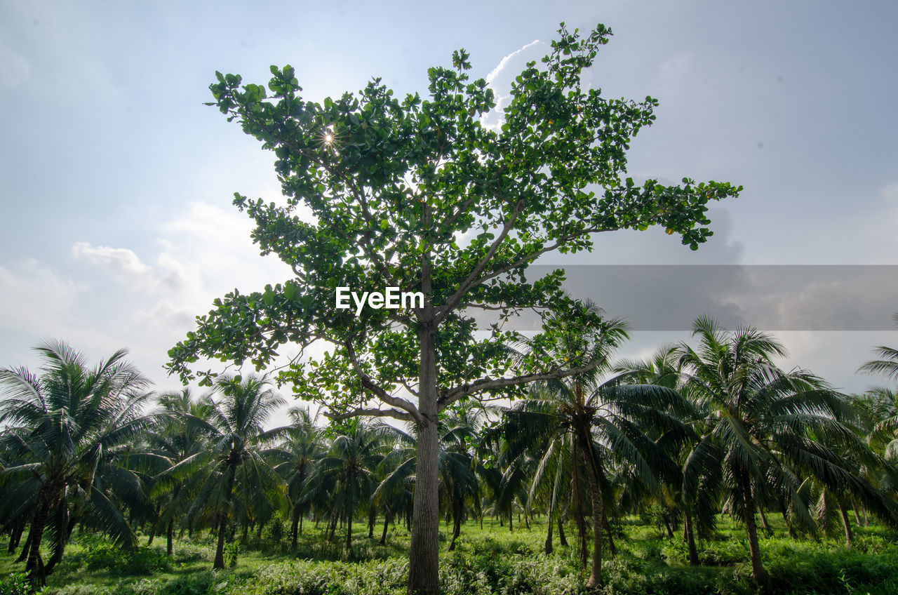 plant, tree, sky, nature, environment, landscape, cloud, tropical climate, land, green, growth, beauty in nature, plantation, no people, outdoors, vegetation, flower, food and drink, field, scenics - nature, palm tree, food, social issues, agriculture, tranquility, leaf, jungle, rural scene, day, travel, environmental conservation, savanna, travel destinations, forest, plant part, non-urban scene, tropics