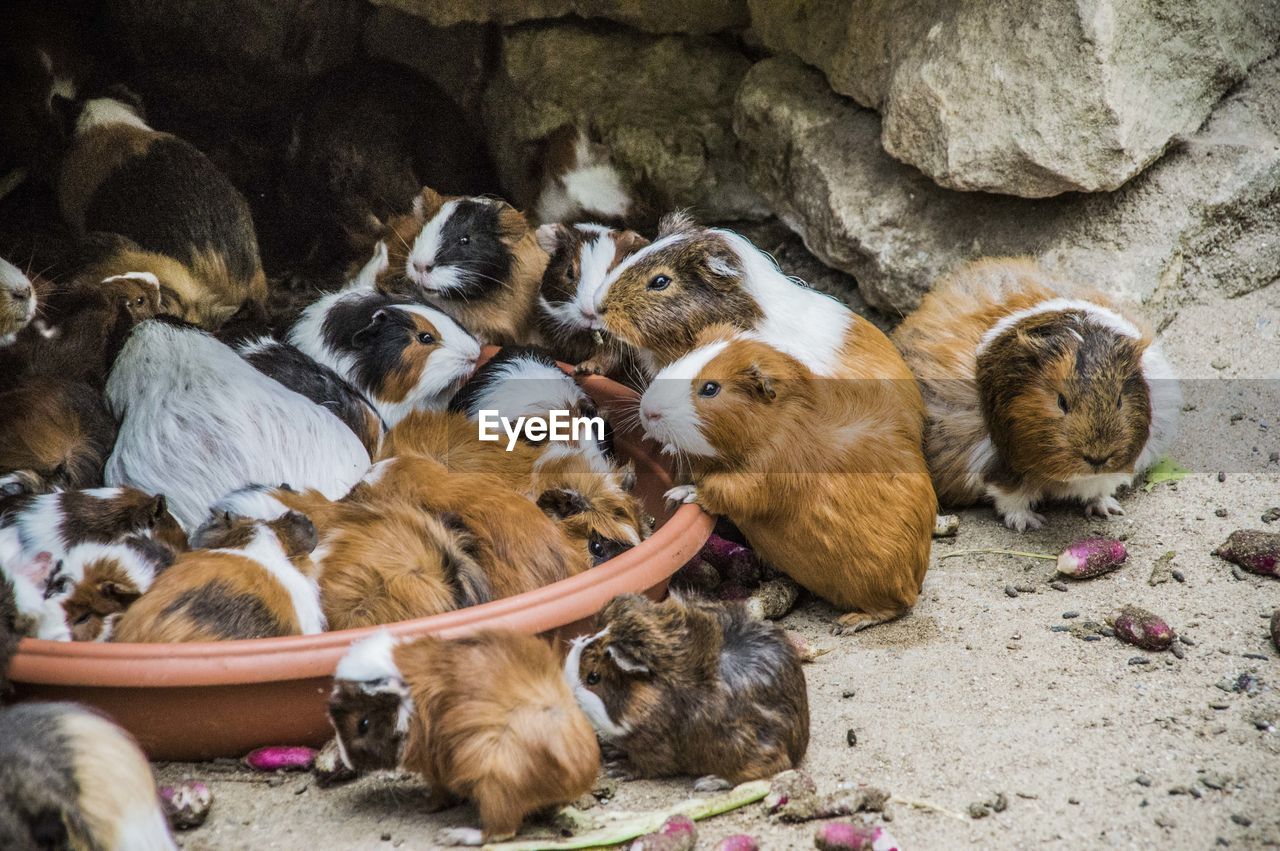 VIEW OF SHEEP RELAXING IN THE ANIMAL