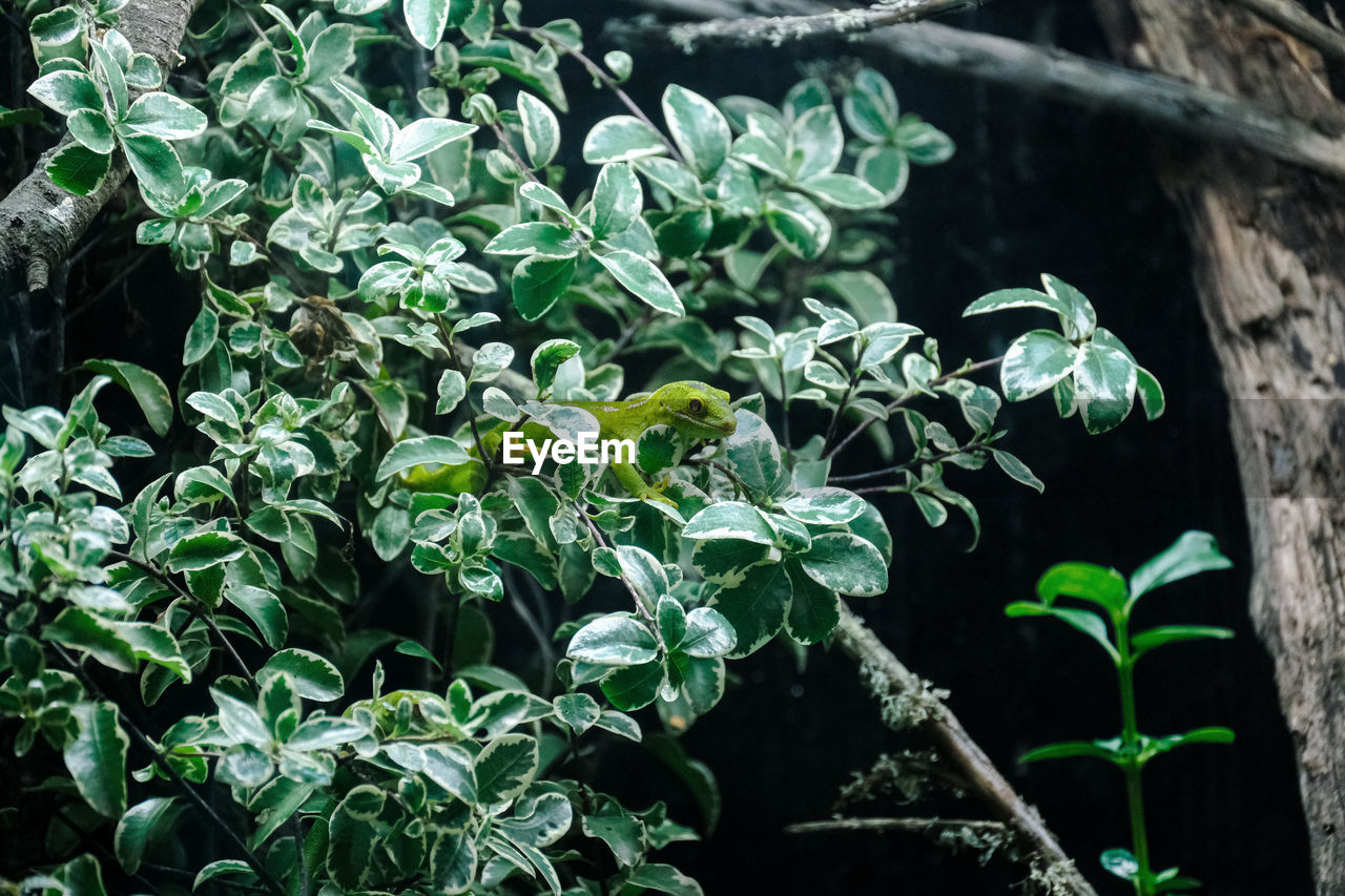 Wide angle view of a green lizard in a bush at orana wildlife park