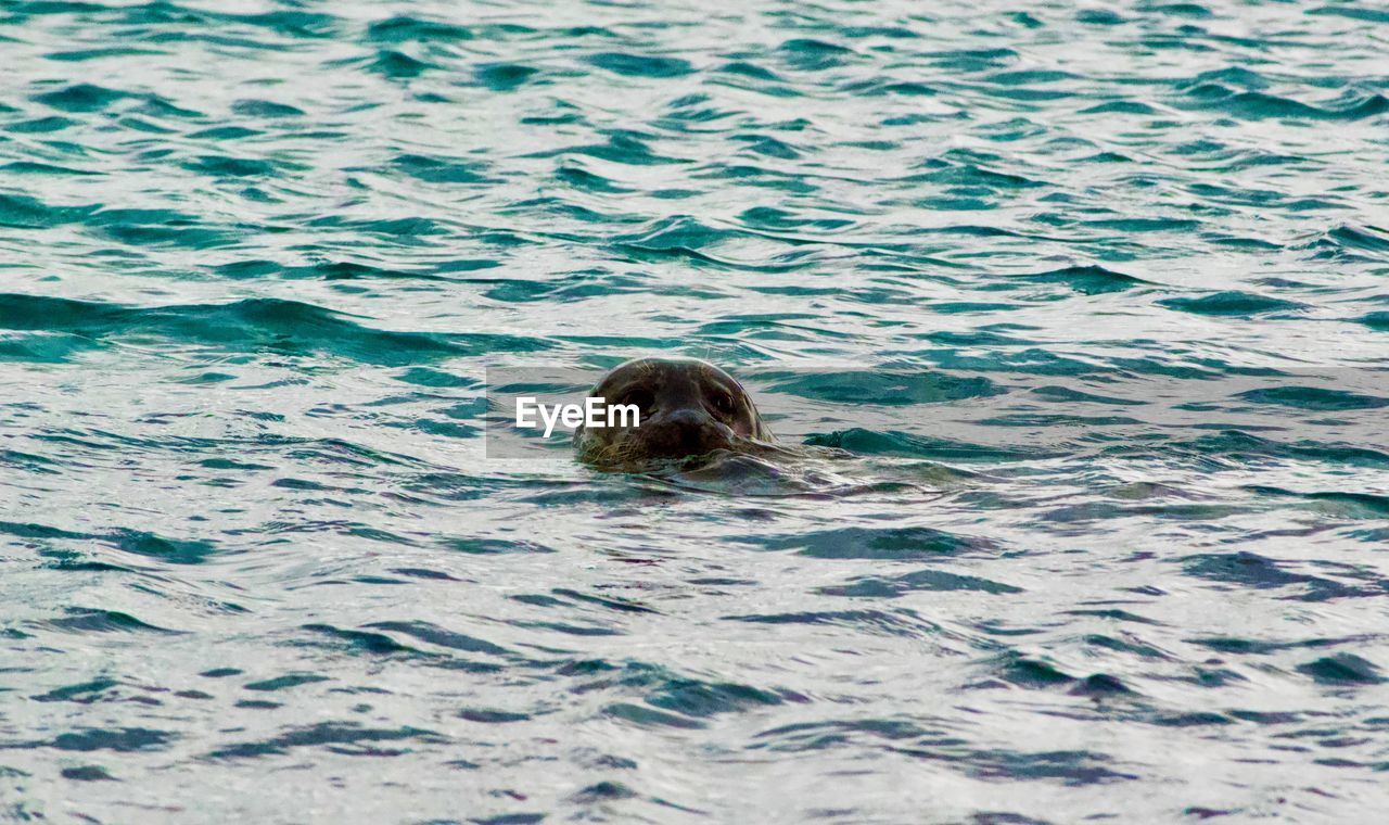 Portrait of seal swimming in jokulsarlon sea, iceland