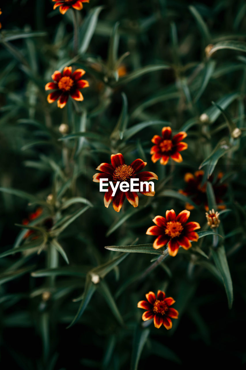 Close-up of orange flowering plants