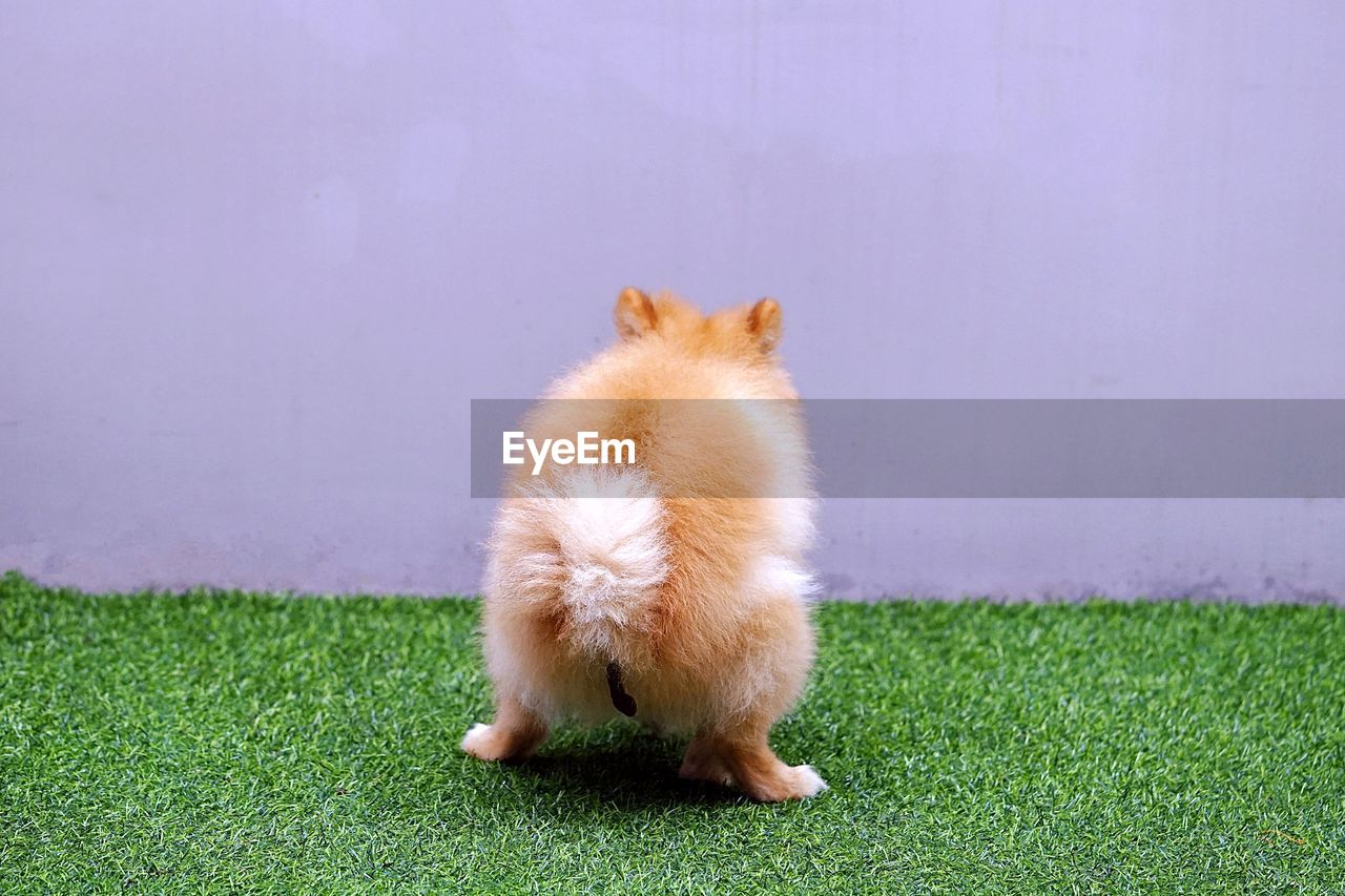 VIEW OF CAT ON GRASS