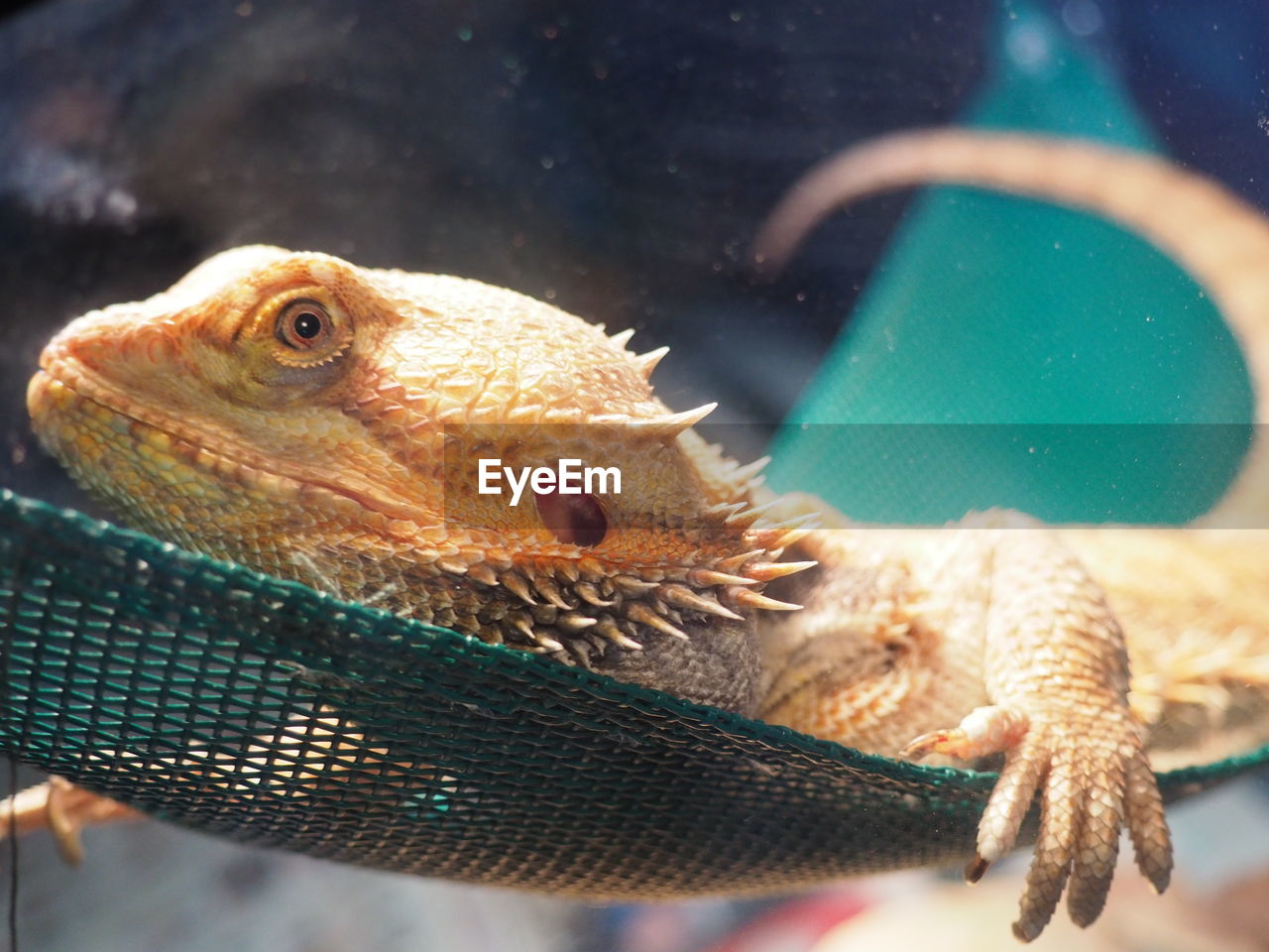 Close-up of bearded dragon on fabric