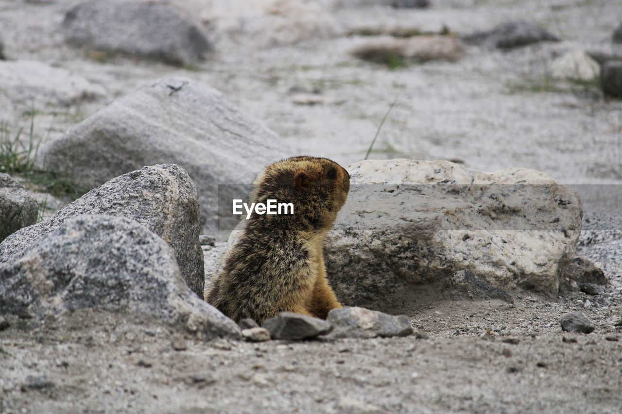 Beaver peeping from hole