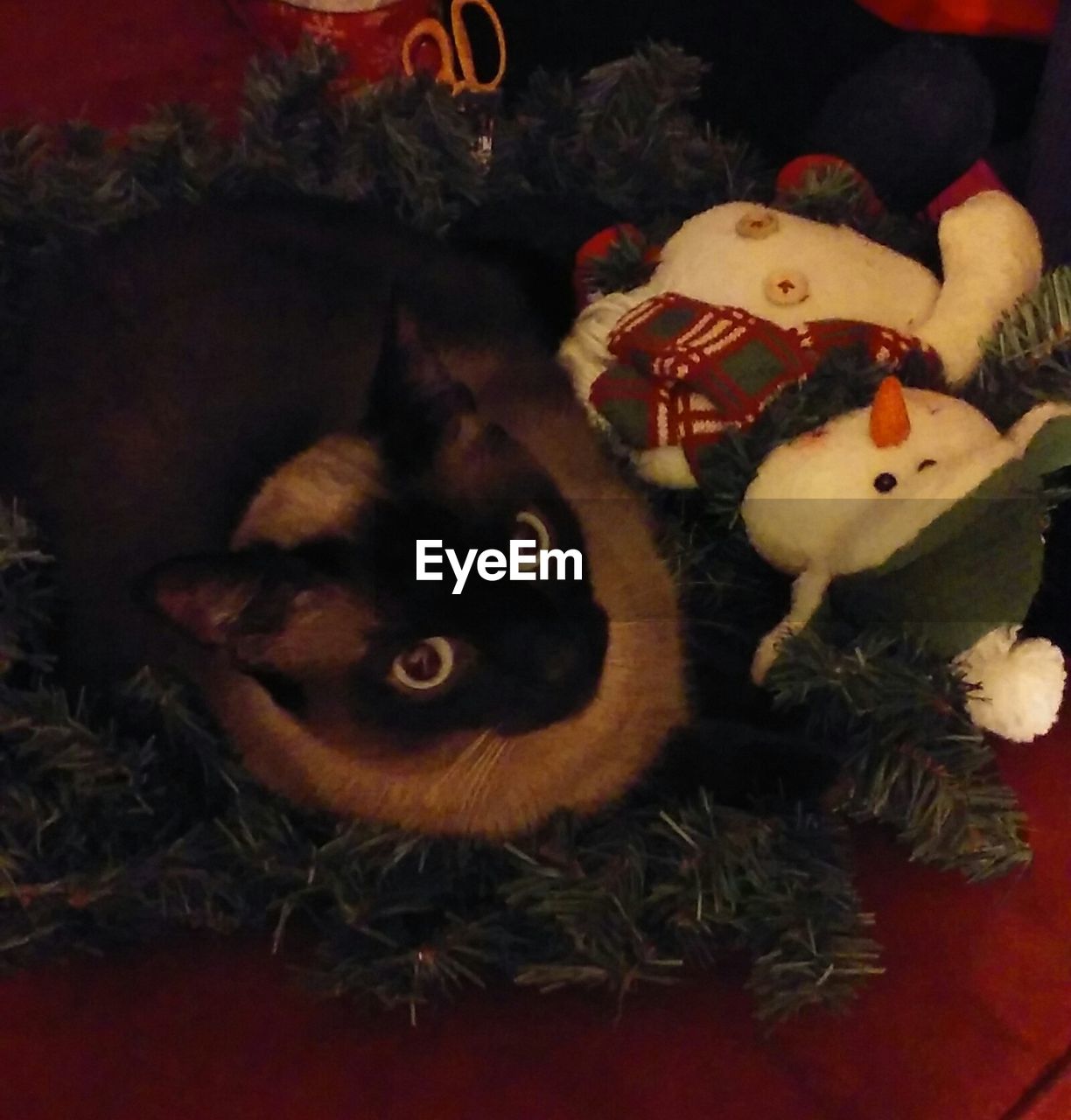 CLOSE-UP PORTRAIT OF CAT ON CHRISTMAS