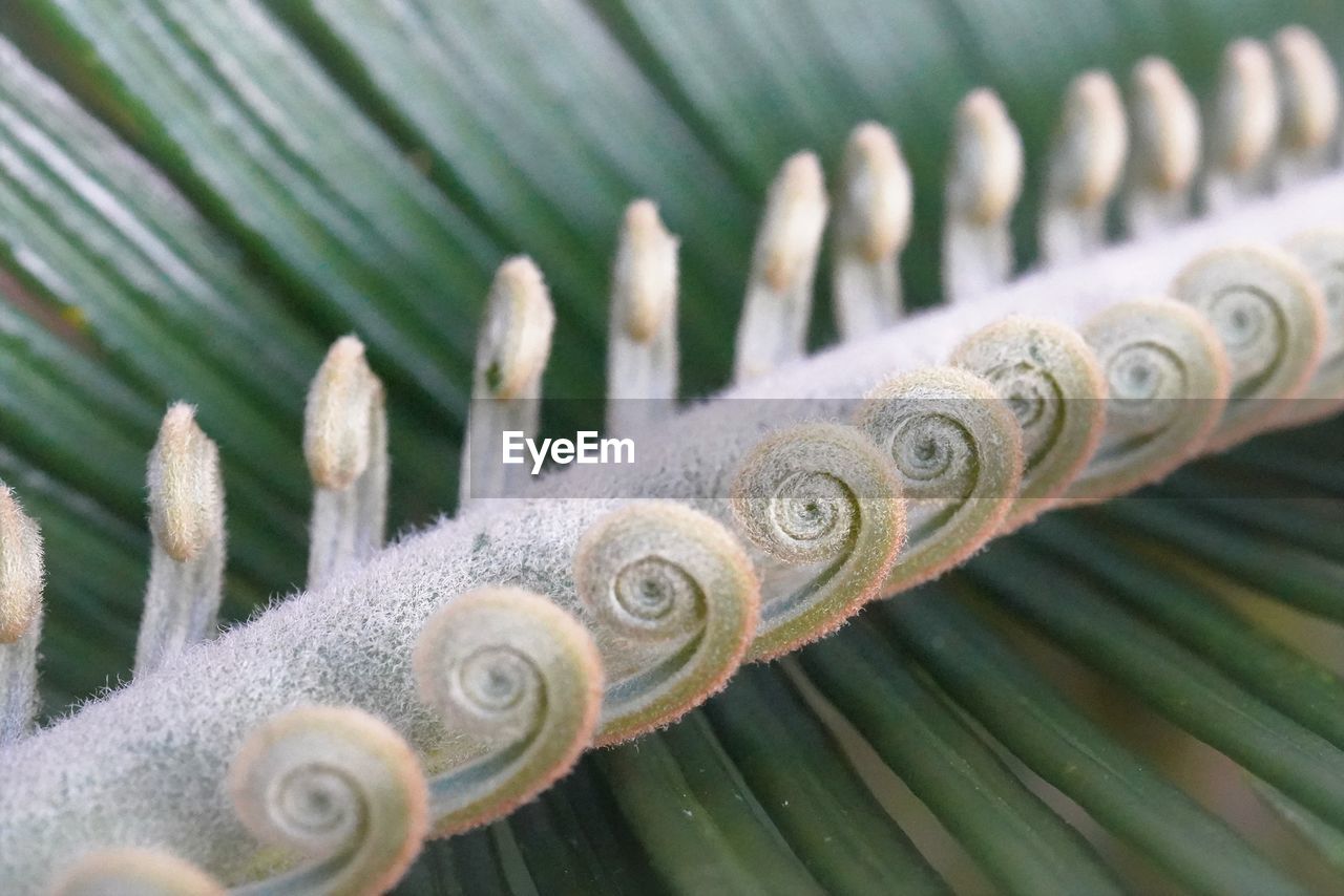 Natural palm leaf art