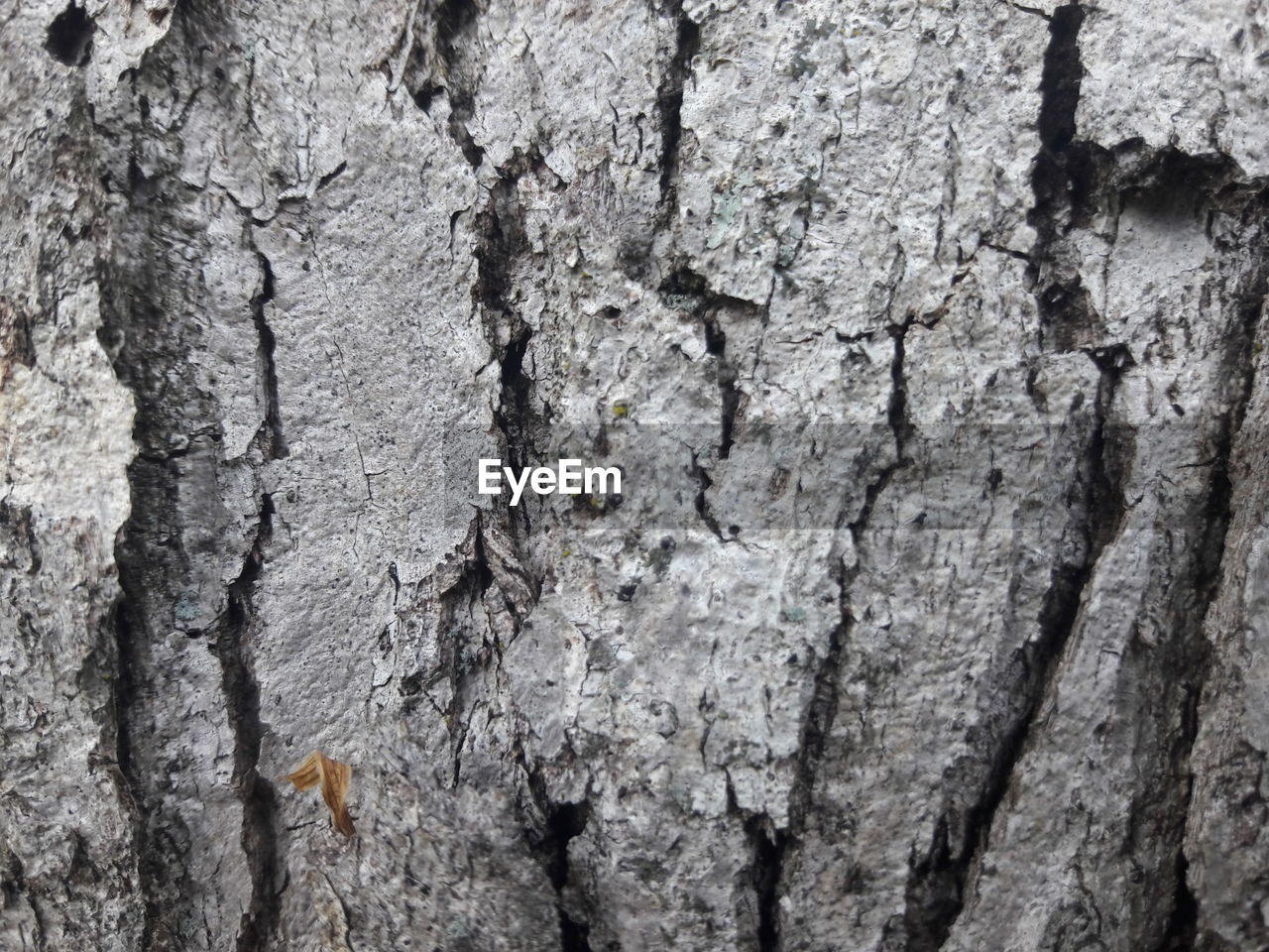 FULL FRAME SHOT OF TREE TRUNK