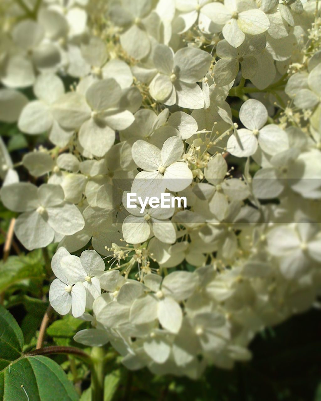 CLOSE-UP OF WHITE FLOWERS BLOOMING IN PARK