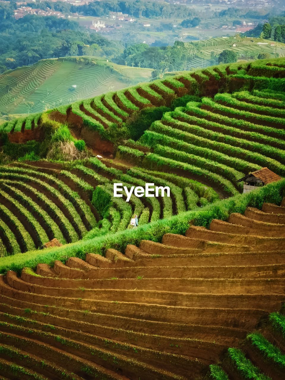 view of agricultural field