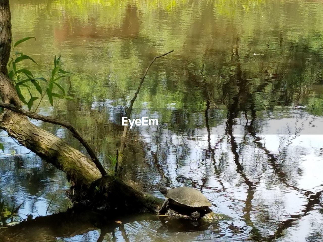 REFLECTION OF TREES IN WATER