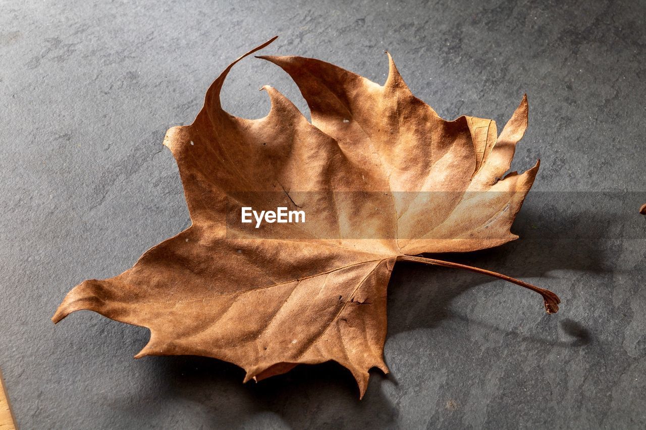 High angle view of maple leaf on concrete