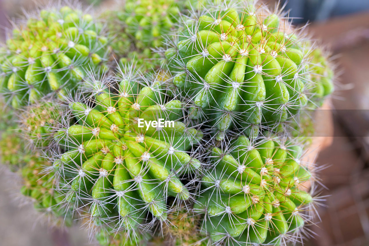 HIGH ANGLE VIEW OF CACTUS PLANT