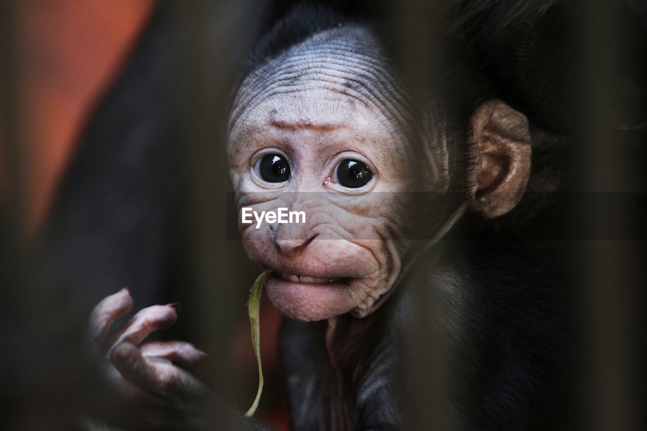 Close-up portrait of cute baby monkey outdoors