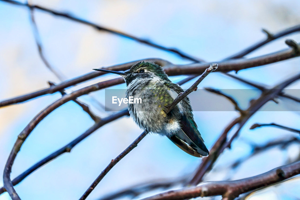 animal, animal themes, animal wildlife, bird, wildlife, one animal, tree, branch, nature, perching, plant, no people, hummingbird, beak, close-up, focus on foreground, beauty in nature, outdoors, bare tree, sky, day, twig, animal body part, environment