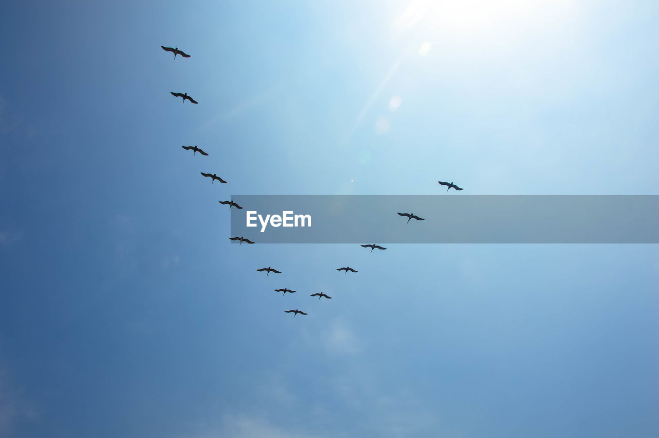 Low angle view of silhouette birds flying against sky