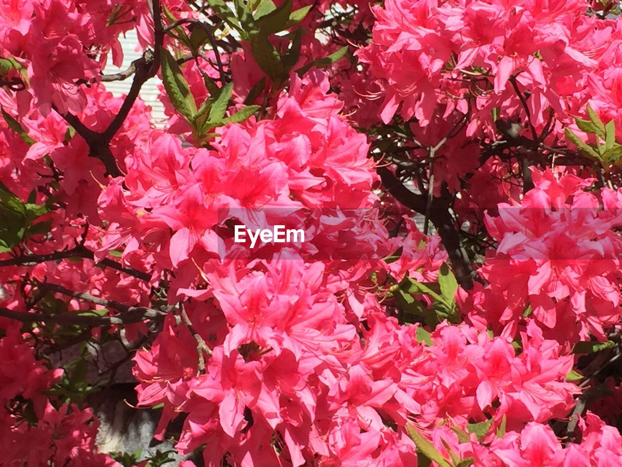 FULL FRAME SHOT OF PINK FLOWERS