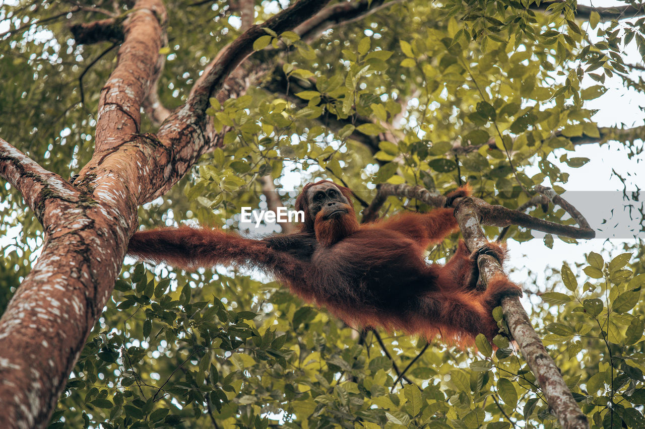 Low angle view of monkey on tree