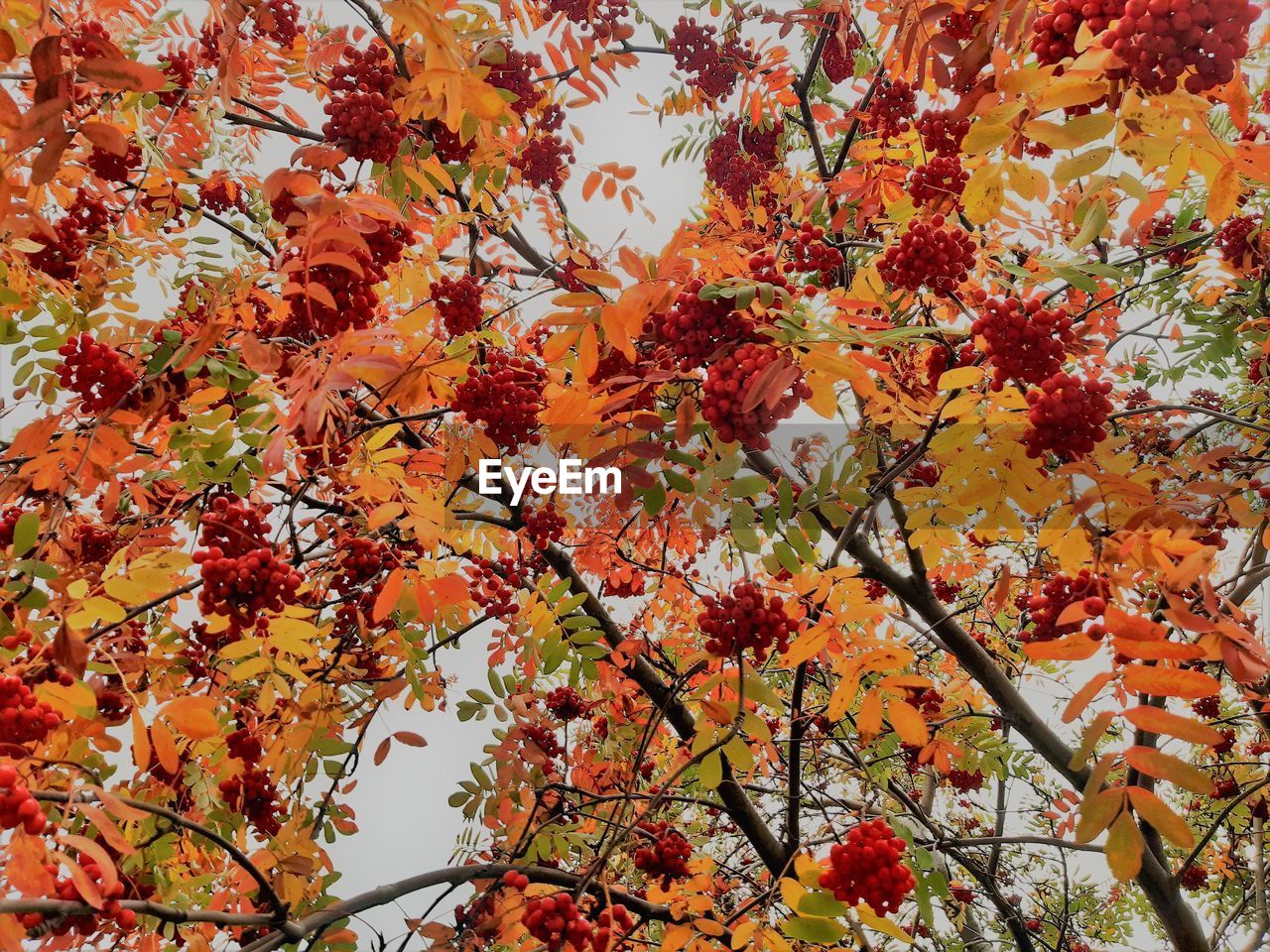 Low angle view of flowering tree during autumn