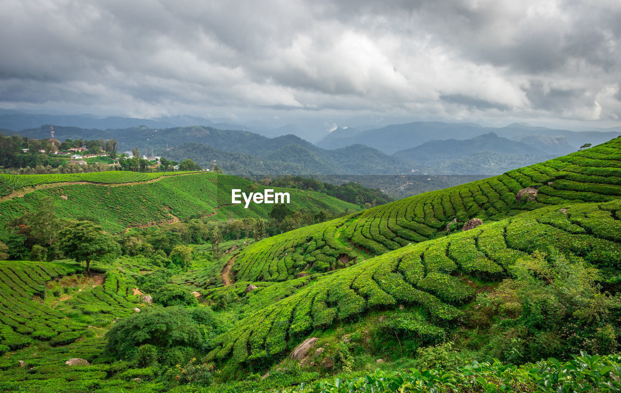 Tea gardens in the foothills of western ghat 