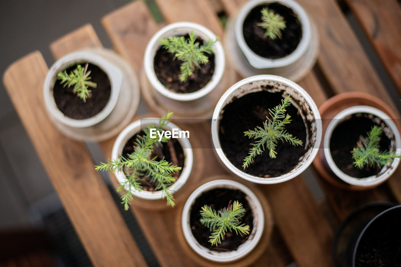 Close up of potted sequoias