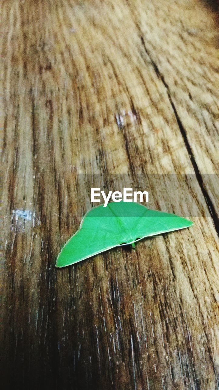 High angle view of green butterfly on wooden bench